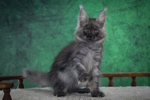 Котенок мейн-кун