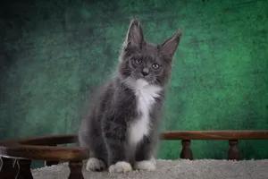 Котенок мейн-кун