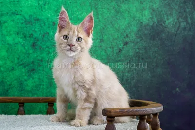 Maine Coon kitten