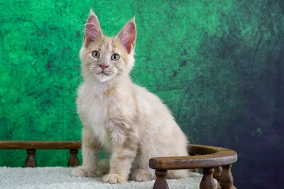 Котенок мейн-кун