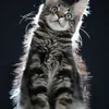 Fenrir - photo 13