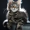 Fenrir - photo 5