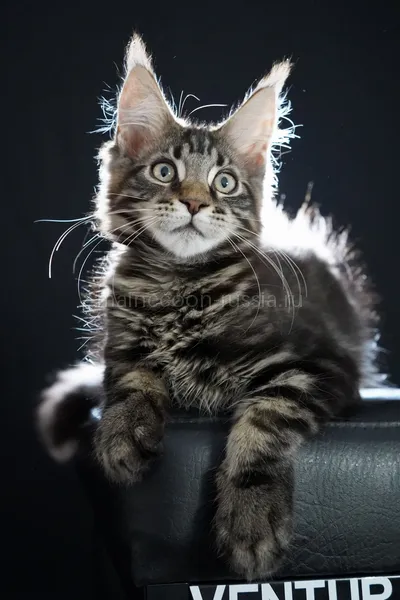 Fenrir — Котенок мейн-кун, Черный мрамор MCO n 22