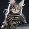 Fenrir - photo 2