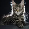 Fenrir - photo 10