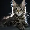 Fenrir - photo 11