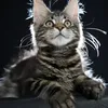 Fenrir - photo 15