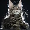 Fenrir - photo 8