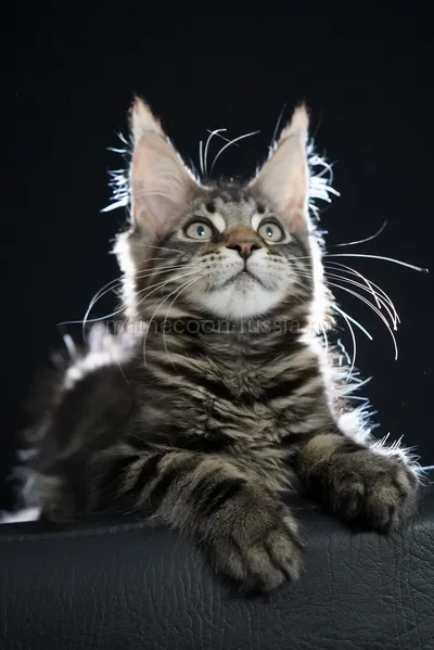 Fenrir — Котенок мейн-кун, Черный мрамор MCO n 22