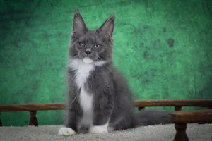 Котенок мейн-кун