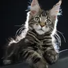 Fenrir - photo 12