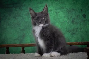 Котенок мейн-кун