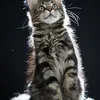 Fenrir - photo 7