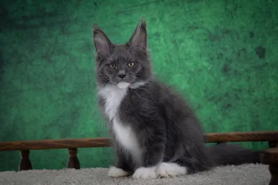 Maine Coon kitten