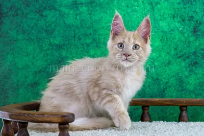 Maine Coon kitten