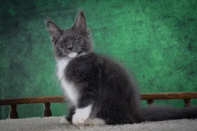 Maine Coon kitten