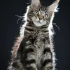Fenrir - photo 9