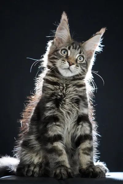 Fenrir — Котенок мейн-кун, Черный мрамор MCO n 22