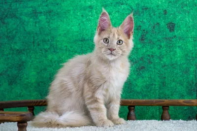 Котенок мейн-кун