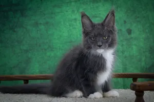 Котенок мейн-кун