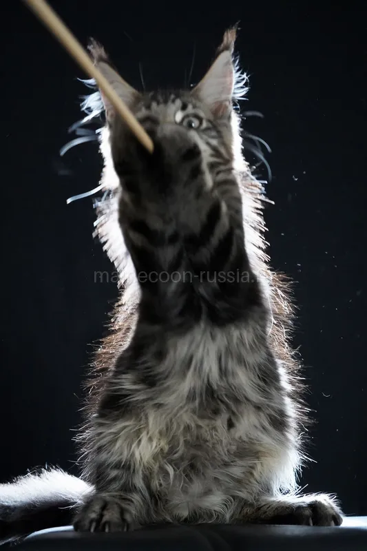 Maine Coon kitten Black classic Tabby (Brown) MCO n 22 Boy