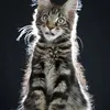 Fenrir - photo 4