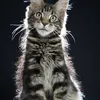 Fenrir - photo 14
