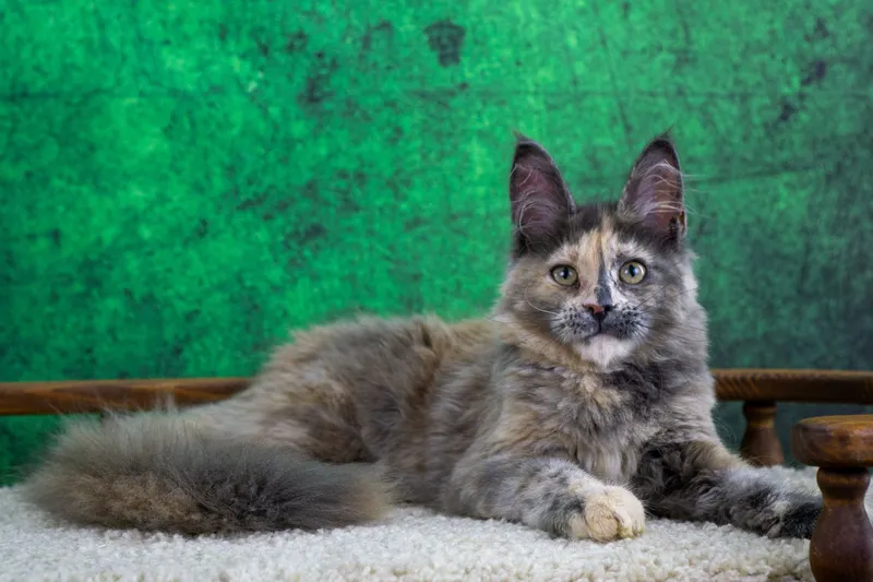 Maine Coon kitten Blue Tortie MCO g  Girl