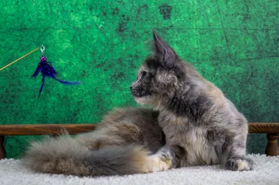 Котенок мейн-кун