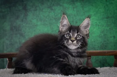 Maine Coon kitten