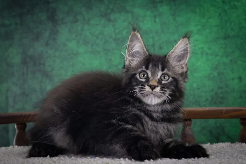 Maine Coon kitten Black marble, rossetes blotched MCO n 25 Boy