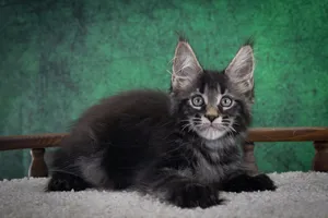 Котенок мейн-кун