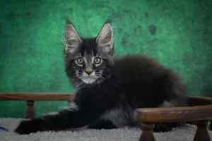 Котенок мейн-кун