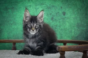 Котенок мейн-кун