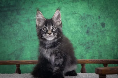 Maine Coon kitten