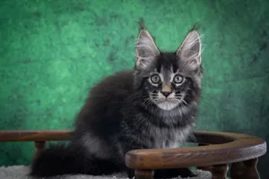 Котенок мейн-кун