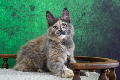 Котенок мейн-кун