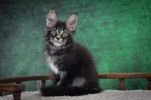 Котенок мейн-кун