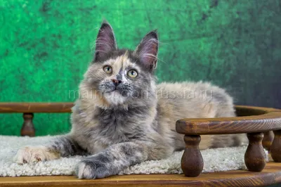 Maine Coon kitten