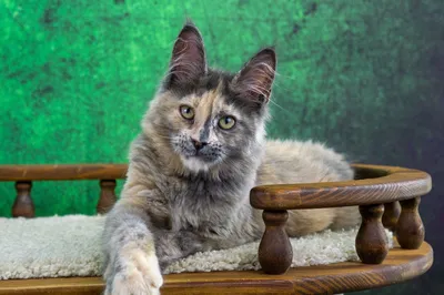 Котенок мейн-кун