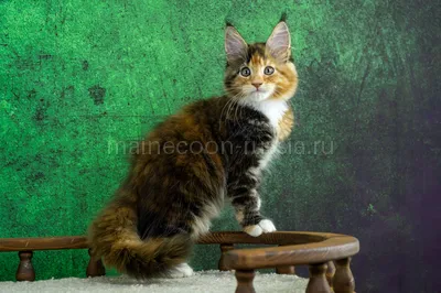 Maine Coon kitten