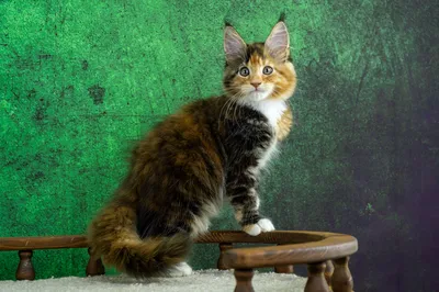 Котенок мейн-кун
