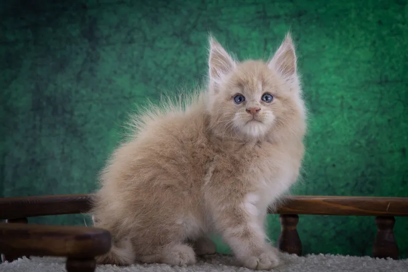 Maine Coon kitten Cream MCO e  Boy