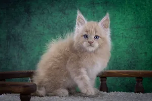 Котенок мейн-кун