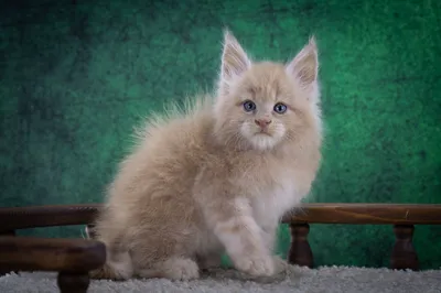 Котенок мейн-кун