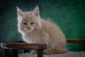 Котенок мейн-кун