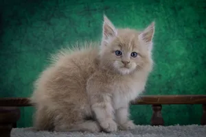 Котенок мейн-кун