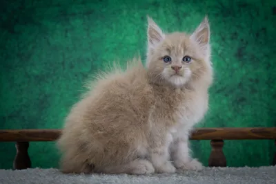 Котенок мейн-кун