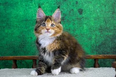 Котенок мейн-кун