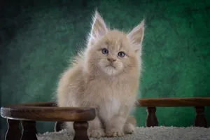 Котенок мейн-кун